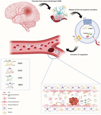 Extracellular vesicles in disorders of hemostasis following traumatic brain injury